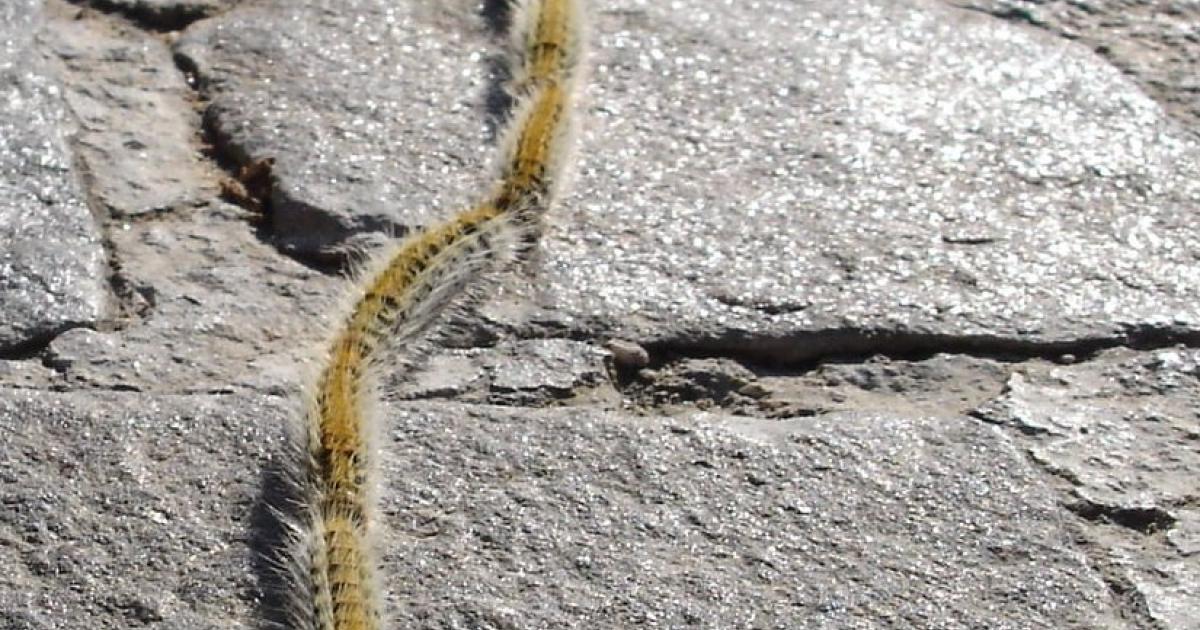 Gąsienica Procesjonalna w Hiszpanii: Zagrożenia