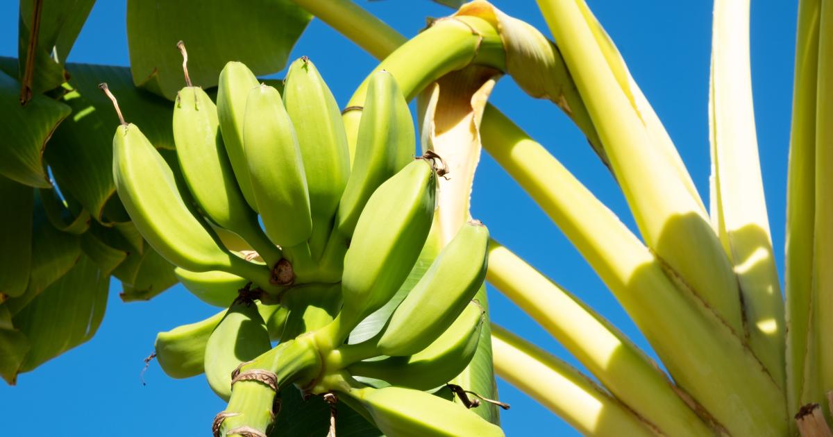 Sekrety Bananów Hiszpańskich