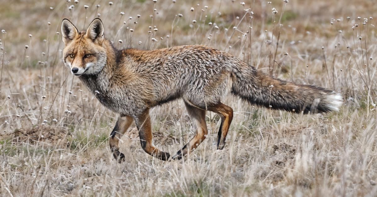 Lis Iberyjski - Skarb Półwyspu Iberyjskiego